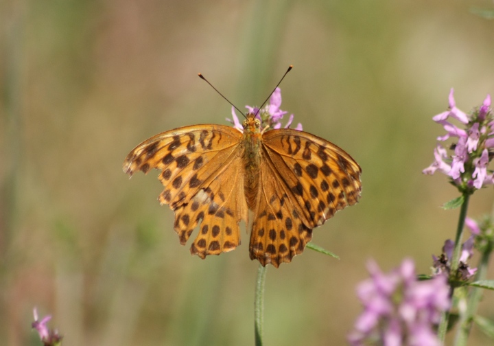 Conferma ID Argynnis paphia maschio e femmina